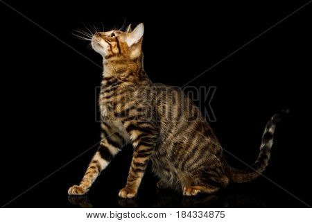 Toyger Cat Sitting on isolated Black Background, side view