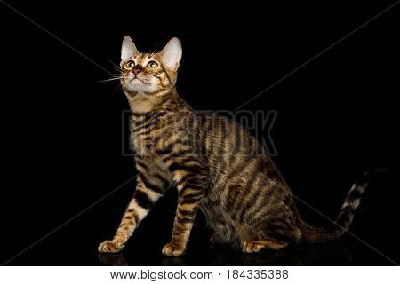 Toyger Cat Sitting on isolated Black Background, side view
