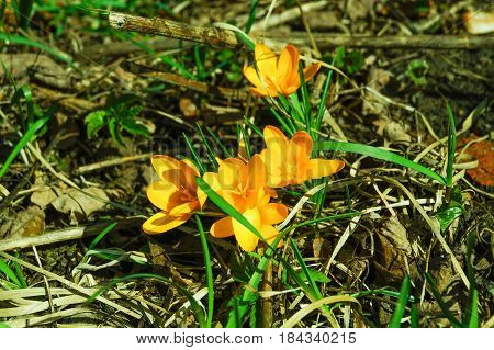 Primroses flowering crocus. One of the very first flowers to spring. The warm rays of spring flowers and crocuses.