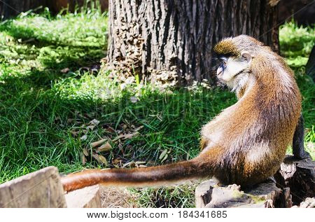 Young Balinese Long Tailed monkey in Ubud monkey forest in Bali Indonesia sits on the stump of a sawn wood. Animal in the zoo reserve
