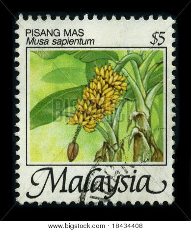 Malasia - CIRCA 1980: Un sello dedicado a la Pisang Mas es un tipo de banano que es cosechado fr