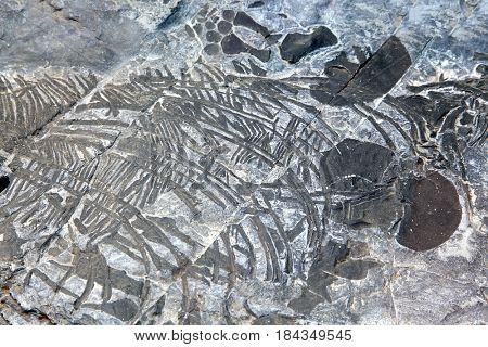 exploration of ichthyosaur fossil embedded in stone Rock