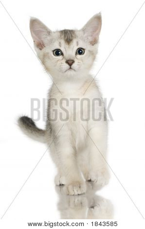 Kiten krátkosrstá habešský kočka