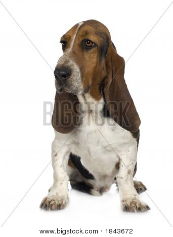 Basset Hound - Hush Puppies