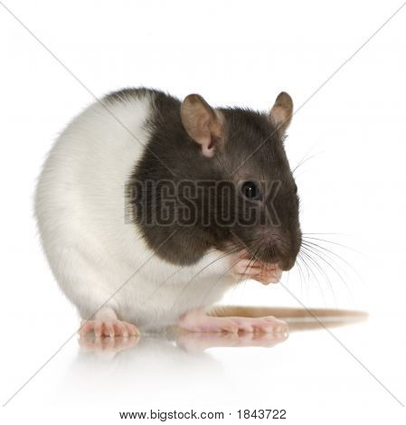 Rat bicolore Panda