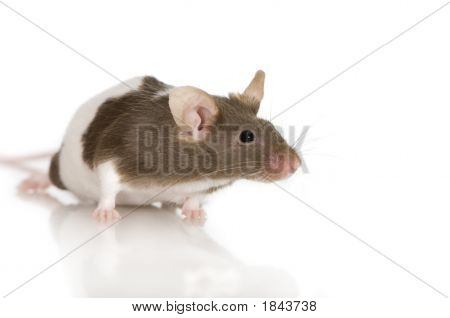 Rat bicolore Panda