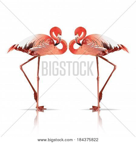 Vector illustration of two flamingos. Exotic bird couple are reflections of each other on white background.