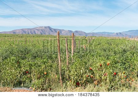 A field of bell peppers near Ashton a town on the scenic Route 62 in the Western Cape Province