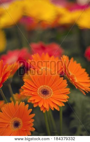 A couple of orange gerbara's in a field