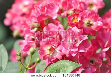 pink roses in the garden , rose