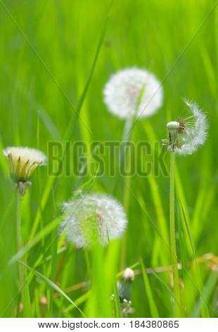 Closeup of dandelion on field