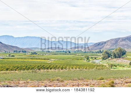 A farm landscape with vineyards and orchards near Bonnievale in the Western Cape Province