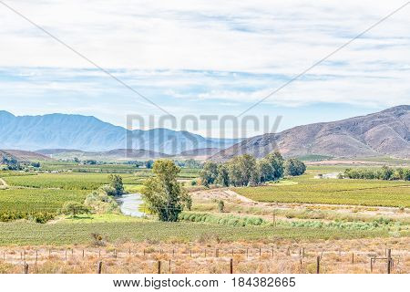 A farm landscape with vineyards and orchards near Bonnievale in the Western Cape Province