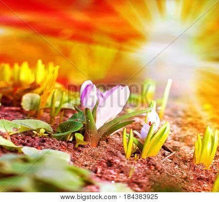 Snowdrop flowers blooming in winterSpring snowdrop flowers blooming in sunny dayspring of the first snowdrops in the forest
