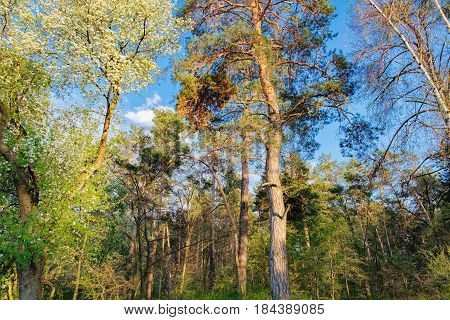 Tall old trees i mixed deciduous-coniferous forest with birch pine blooming lilacs in the foreground, Irpen, Ukraine. The edge of the forest in the evening sun.