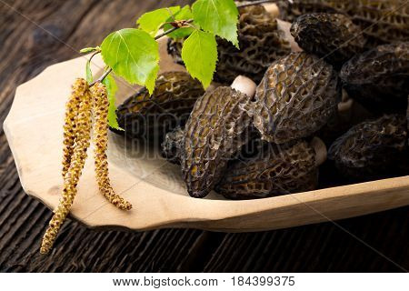 Fresh Morchella Conica, Seasonal Mushrooms.