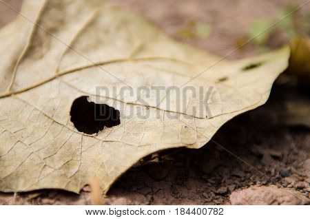 leaf with hole by bug eaten big hole
