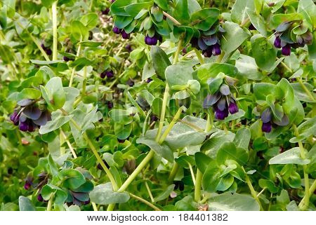 Cerinthe Major, 'Purpurescens', a plant with blue grey flowers
