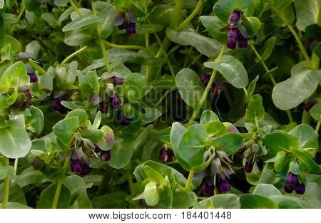 Cerinthe major 'Purpurescens', a plant with blue grey flowers