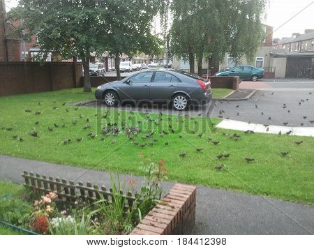 Birds enjoying Hot Sunny Day on Green Grass