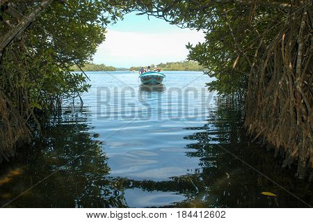 The Mangroves Of Bentota In Sri Lanka