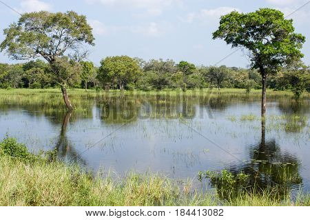 View At The Lagoon Of Minneriya National Park Near Bentota