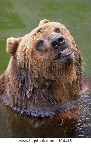 Orso bruno prendendo un bagno