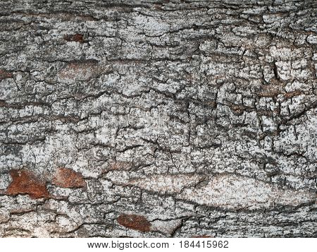 tree bark textured backgrounds close up center focus