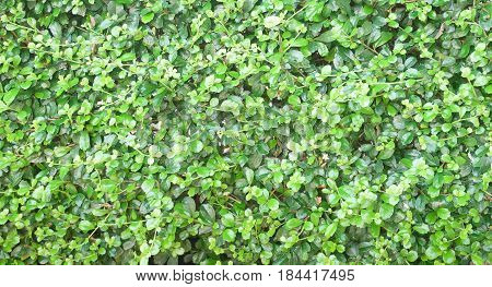 Green leaf background texture pattern nature. horizontal background