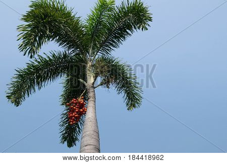 colorful of Fresh foxtail palm fruit. Ripe Areca Nut Palm Or Betel Nut On Tree