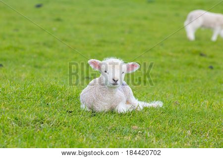 Small Cute Lamb Gambolling In A Meadow In A Farm