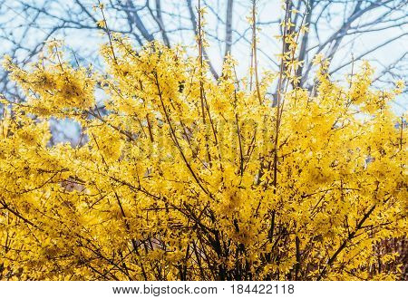 Forsythia flowers in front of with green grass and blue sky. Golden Bell, Border Forsythia (Forsythia x intermedia, Forsythia europaea). Blooming in spring garden bush forsythia. Rural.