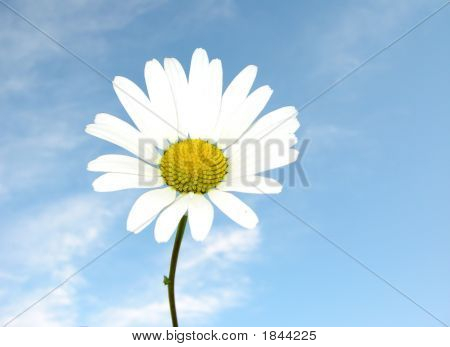 Een prachtige Daisy In de hemel