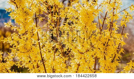 Forsythia flowers in front of with green grass and blue sky. Golden Bell, Border Forsythia (Forsythia x intermedia, Forsythia europaea). Blooming in spring garden bush forsythia. Rural.