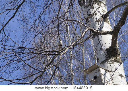 The sparrow sits on birch branches against the blue sky in early spring