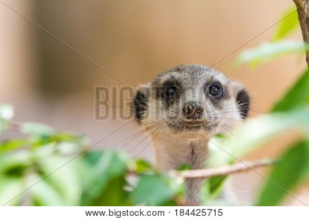 An curious looking meerkat looking for danger