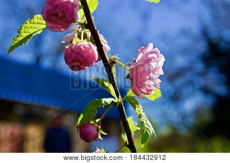 Beautiful pink flowers on the tree with green leaves