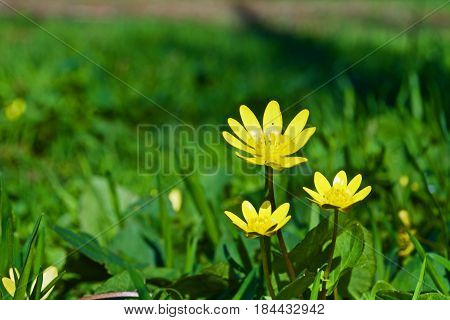 Beautiful yellow flowers in the green grass