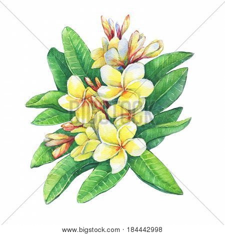 Illustration of tropical  flowers frangipani (plumeria). Hand drawn watercolor painting on white background.