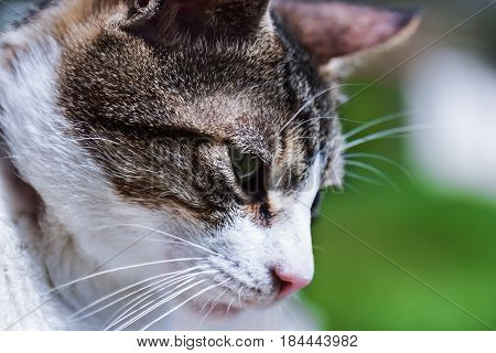 Stray cat staring into the open outdoors
