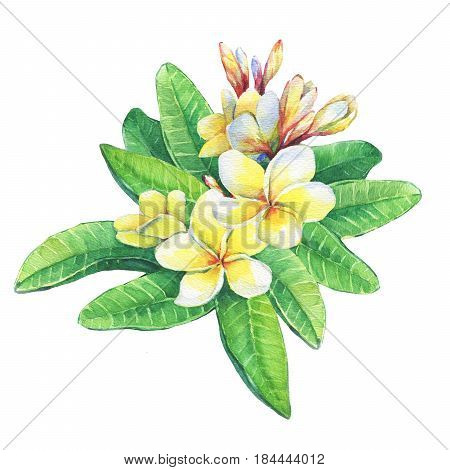Illustration of tropical resort flowers frangipani (plumeria). Hand drawn watercolor painting on white background.