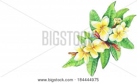 Greeting card of tropical resort flowers frangipani plumeria. Hand drawn watercolor painting on white background.