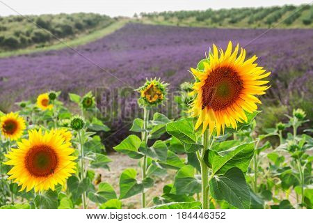 Sunflowers and rows of Lavender flowers, summer field, Provance France