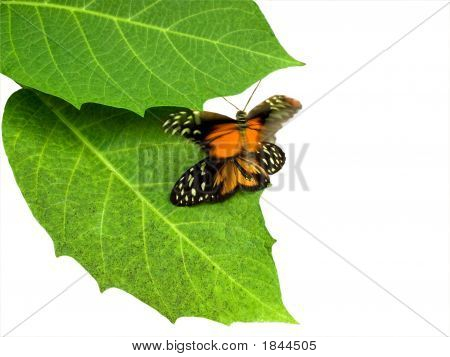 求愛のダンスの儀式