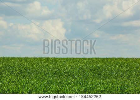 Beautiful, Large Green Field Winter Cerea Against A Blue, Cloudy Sky. Sowing Wheat, Before Hibernati