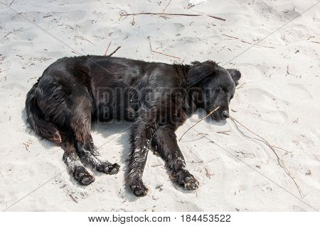 Stray dog relaxing and resting lying on the sand at the beach