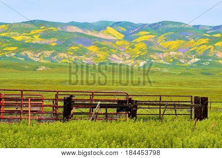Ranchland with lush green grasslands including wildflowers taken in the Carrizo Plain, CA