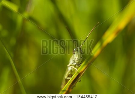 Big green grasshopper sitting in green grass