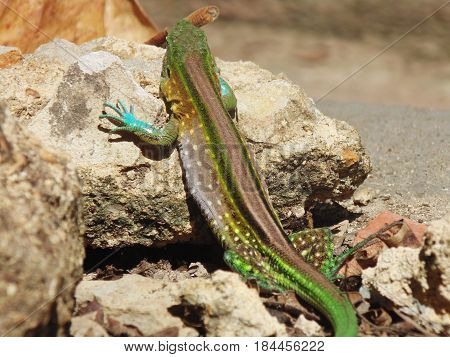 Colored lizard basking on rocks for thermoregulation