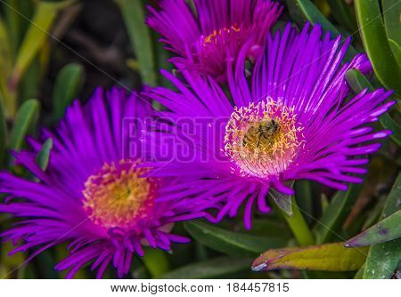 Group of carpobrotus edulis flowers bee modestus